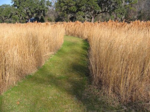 Remark-Studio-Commercial-Landscaping-27